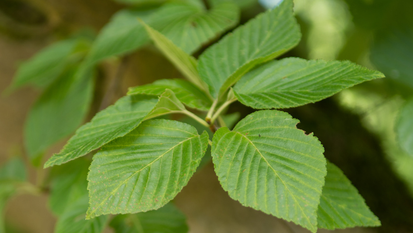 Sorbus alnifolia liście