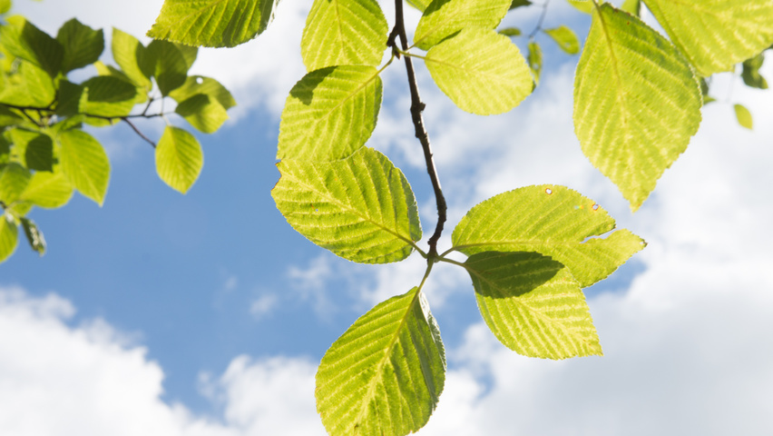 Sorbus alnifolia liście