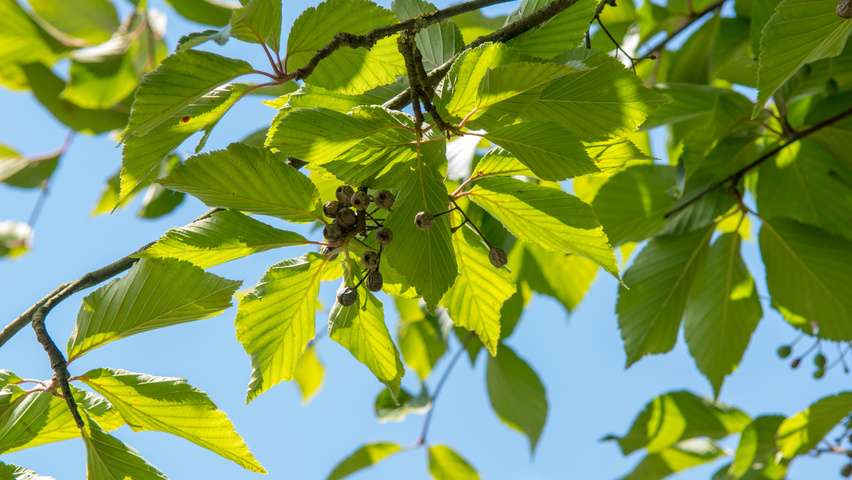 Sorbus alnifolia liście