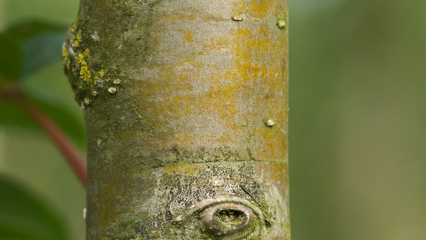Sorbus americana kora