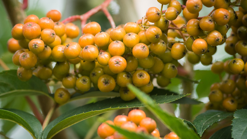 Sorbus americana owoce