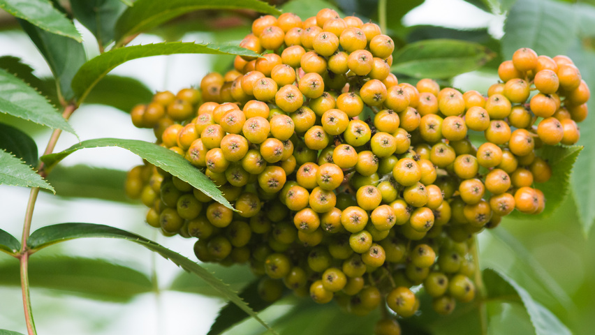 Sorbus americana owoce