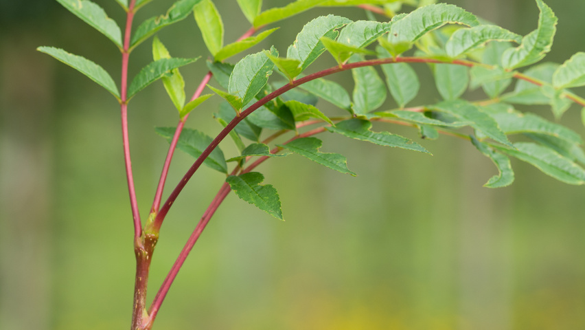 Sorbus americana liście