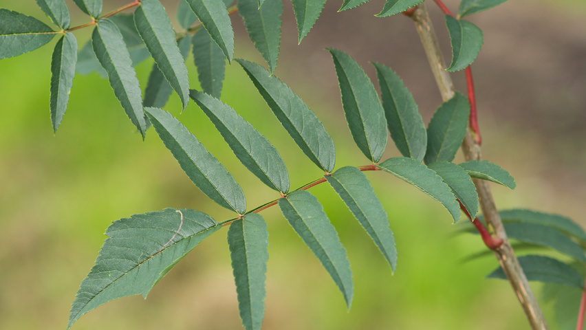 Sorbus americana liście
