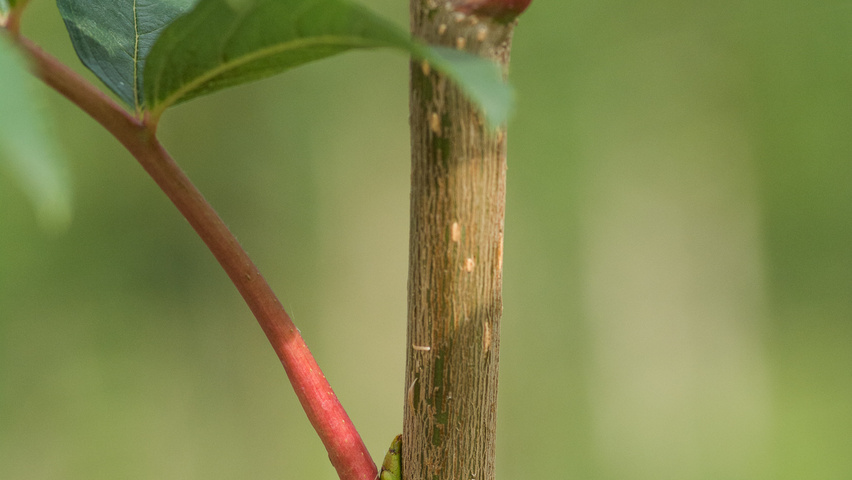 Sorbus americana pędy