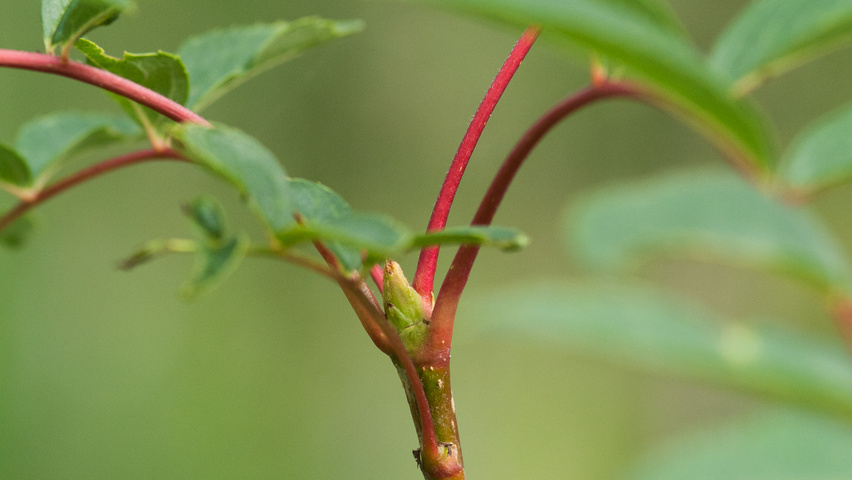 Sorbus americana pędy