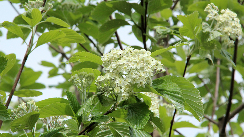 Sorbus aria bloem
