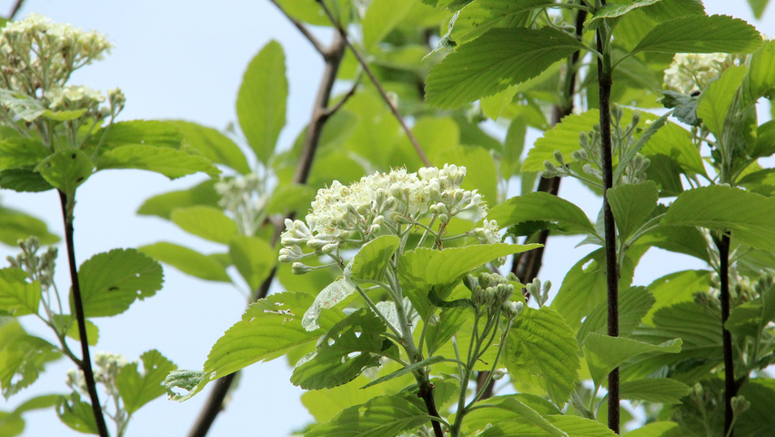 Sorbus aria bloem