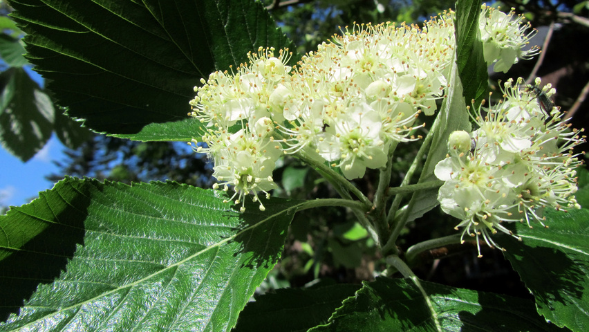 Sorbus aria bloem