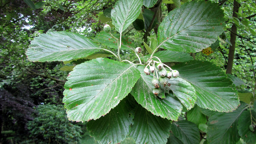 Sorbus aria vrucht