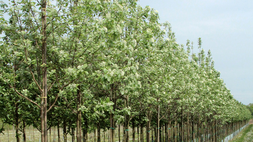 Sorbus aria hoogstam