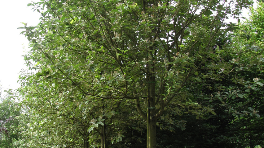 Sorbus aria hoogstam