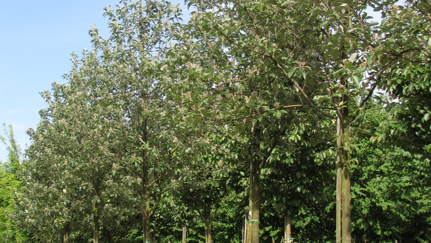 Sorbus aria hoogstam