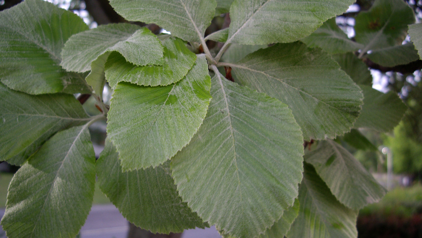 Sorbus aria blad