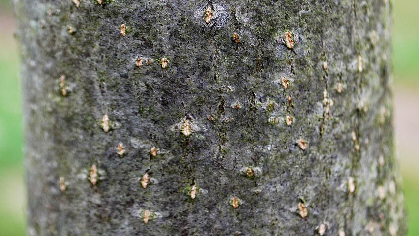 Sorbus aria 'Lutescens' Rinden