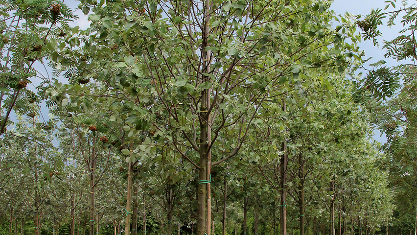 Sorbus aria 'Lutescens' hochstämmig