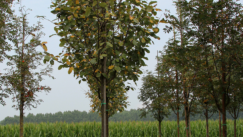 Sorbus aria 'Lutescens' hochstämmig