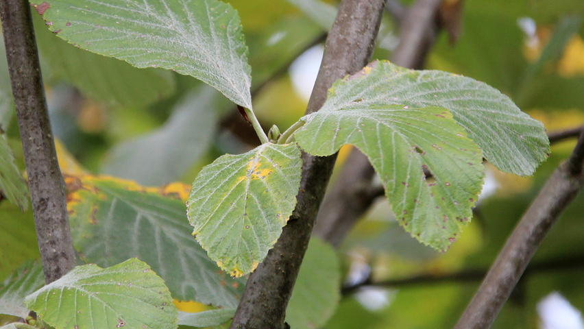 Sorbus aria 'Lutescens' Blatt