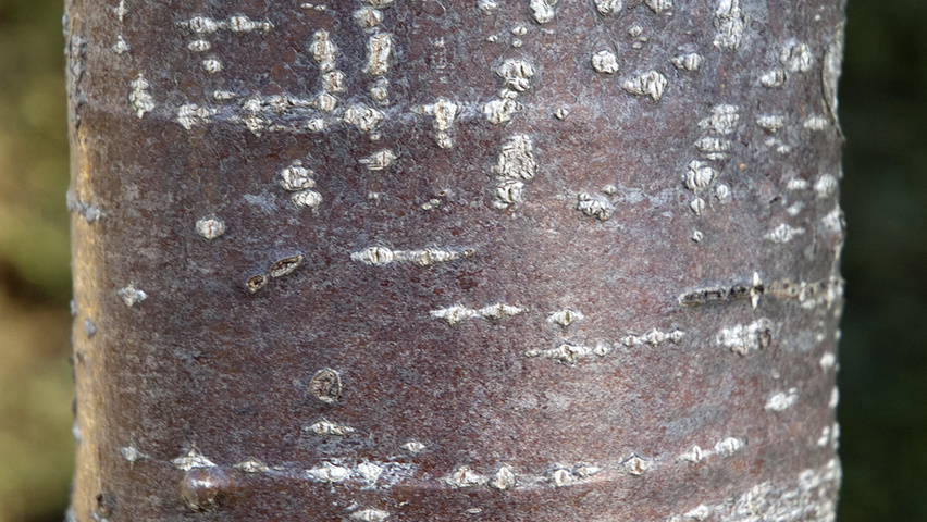 Sorbus aria 'Magnifica' tronc