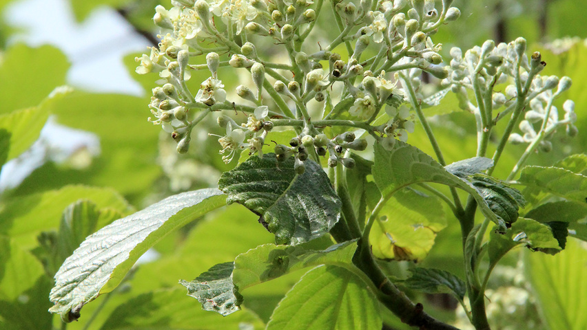 Sorbus aria 'Magnifica' fleurs