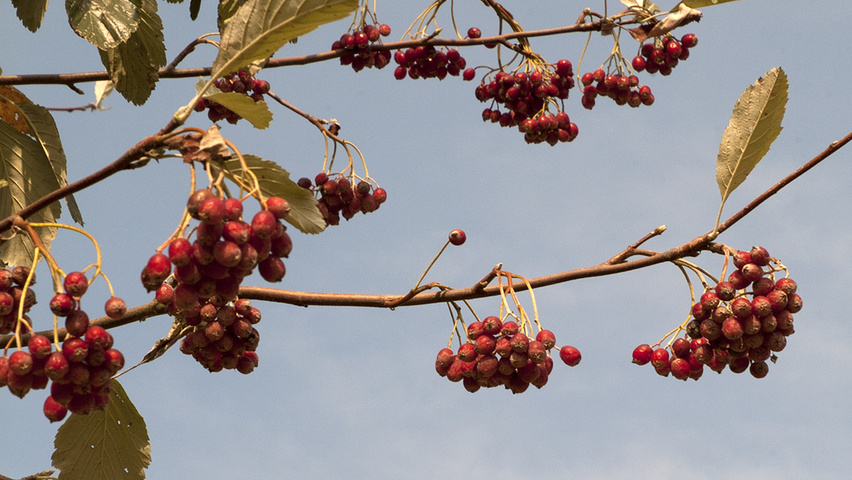 Sorbus aria 'Magnifica' fruits