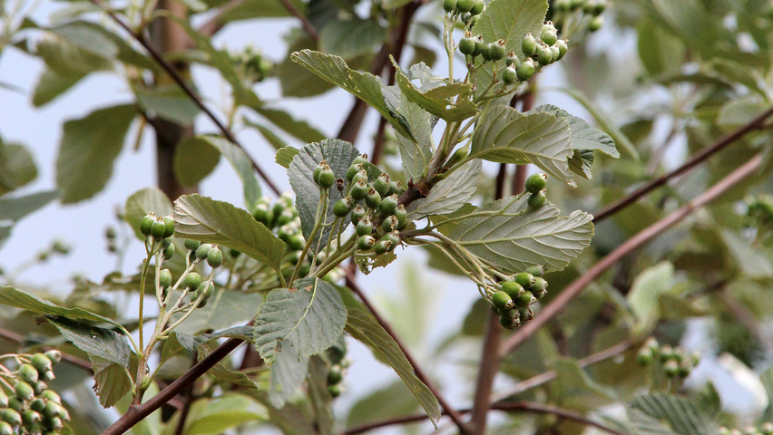 Sorbus aria 'Magnifica' fruits
