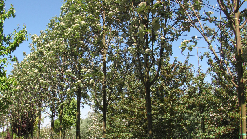 Sorbus aria 'Magnifica' haute tige