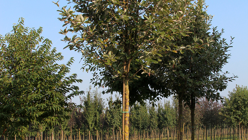 Sorbus aria 'Magnifica' haute tige