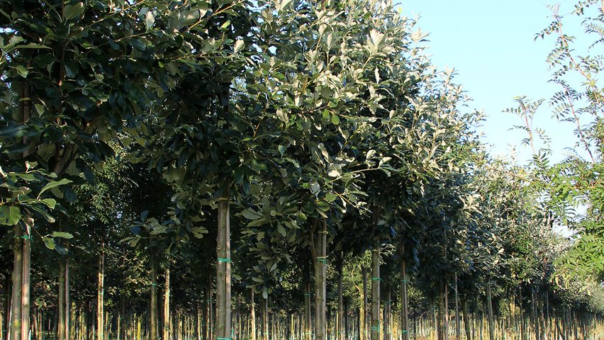 Sorbus aria 'Magnifica' haute tige