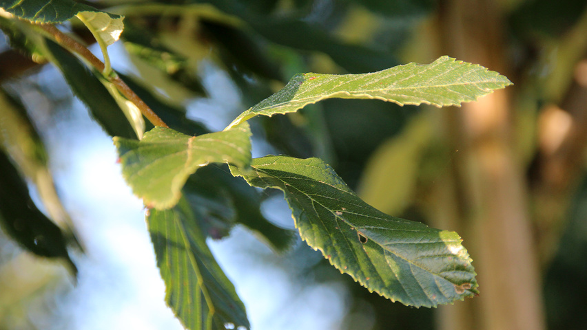 Sorbus aria 'Magnifica' Feuilles