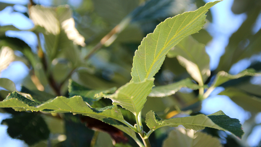 Sorbus aria 'Magnifica' Feuilles