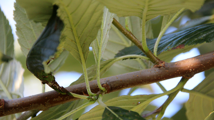 Sorbus aria 'Magnifica' rameaux