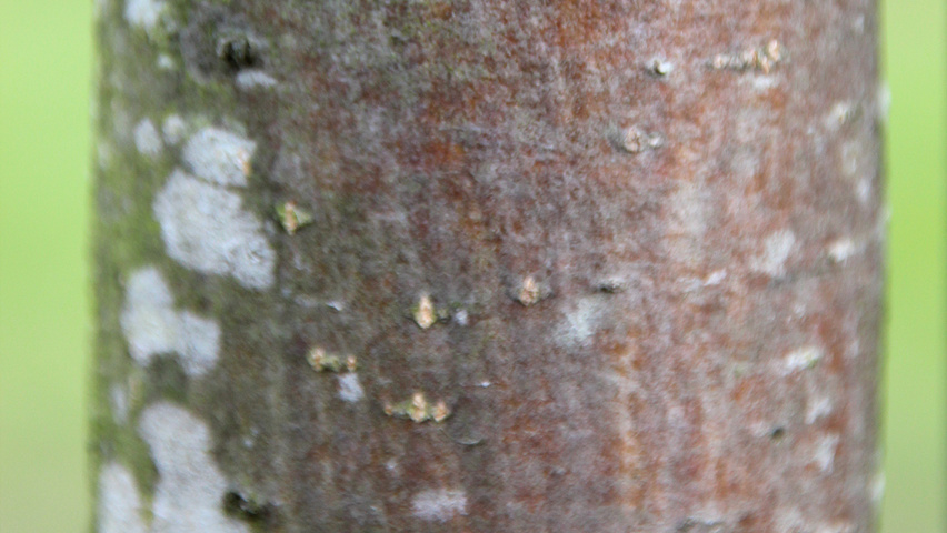 Sorbus aria 'Majestica' bark
