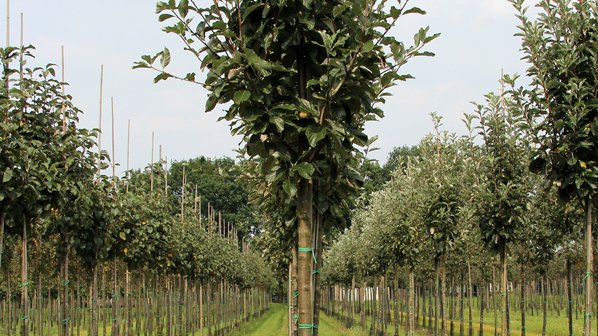 Sorbus aria 'Majestica' standard tree