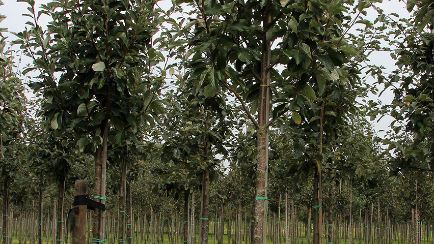 Sorbus aria 'Majestica' standard tree