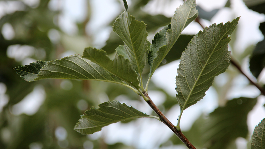 Sorbus aria 'Majestica' leaves