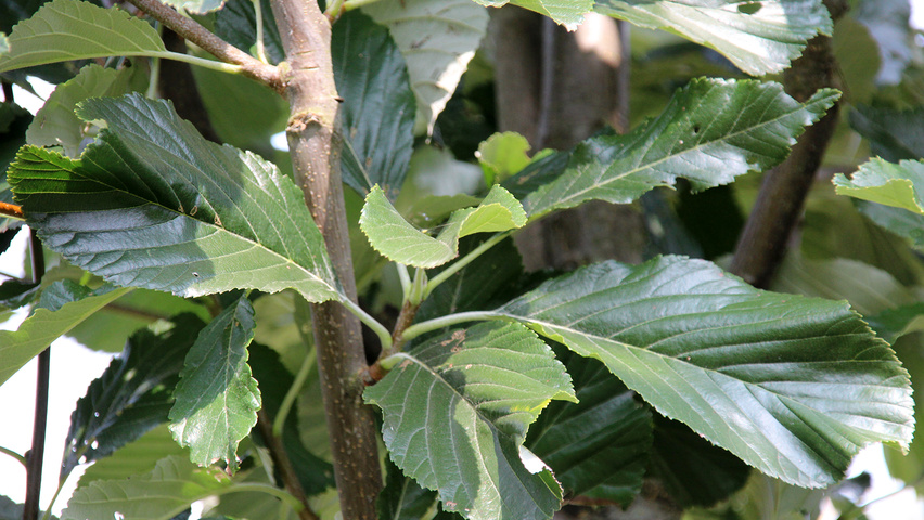 Sorbus aria 'Majestica' leaves