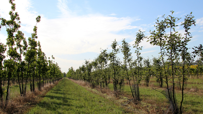 Sorbus aria meerstammig