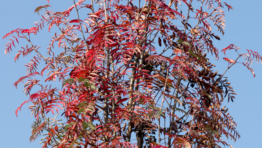 Sorbus x arnoldiana 'Schouten' autumn leaves