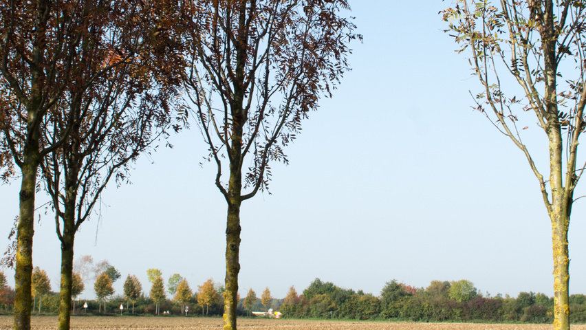Sorbus x arnoldiana 'Schouten' standard tree