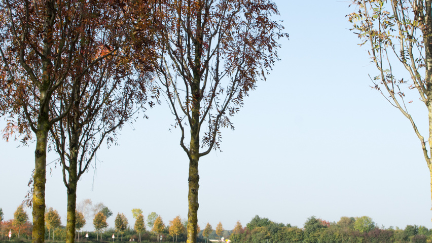 Sorbus x arnoldiana 'Schouten' standard tree