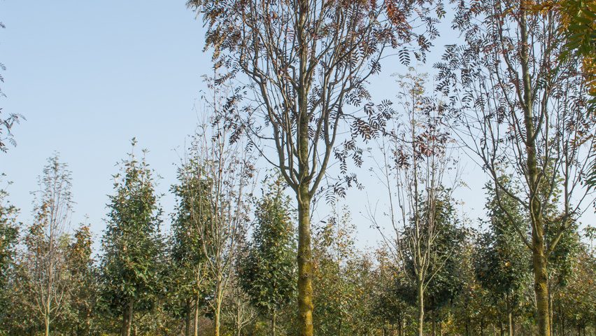 Sorbus x arnoldiana 'Schouten' standard tree