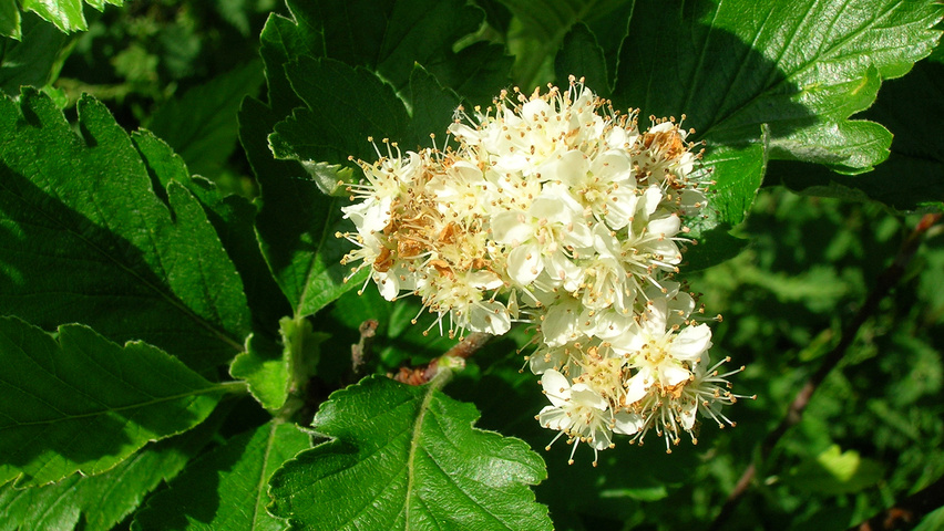 Sorbus arranensis bloem