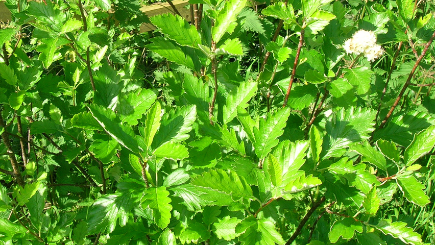 Sorbus arranensis blad
