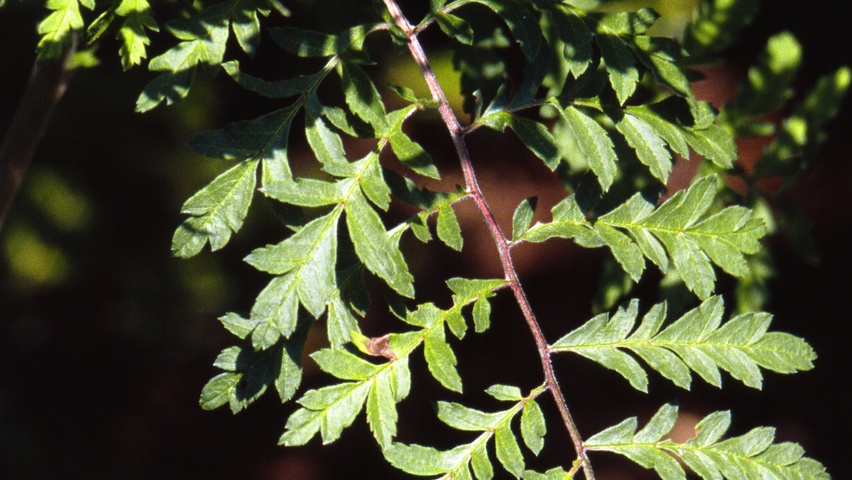 Sorbus aucuparia 'Aspleniifolia' leaves