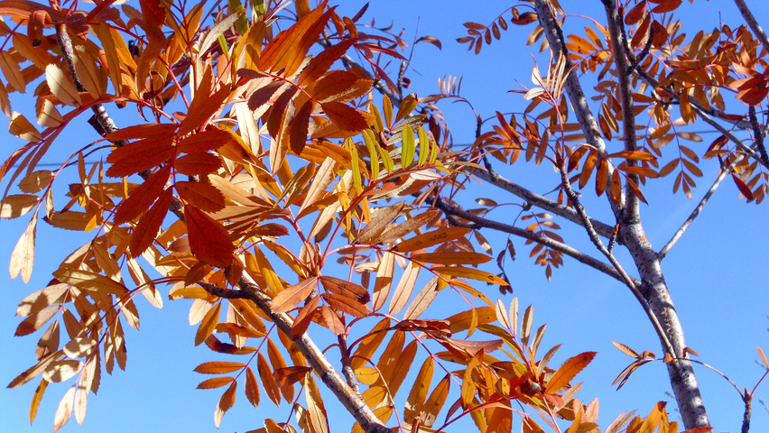 Sorbus aucuparia liście jesienią