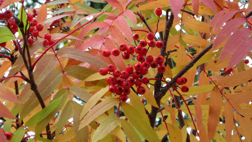Sorbus aucuparia liście jesienią