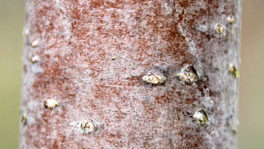 Sorbus aucuparia kora