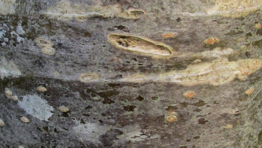 Sorbus aucuparia kora