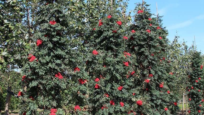 Sorbus aucuparia 'Fastigiata' pokrój naturalny
